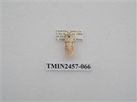 藏品(二斑叉紋苔蛾)的圖片